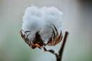 BCI cotton