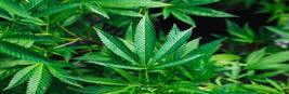 Hemp