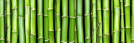 Bamboo